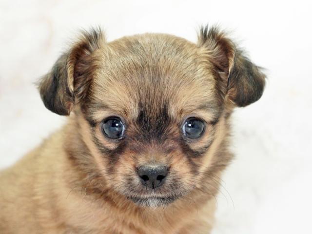 ����å�����Ⱦܺ٥ǡ����������ޤ���