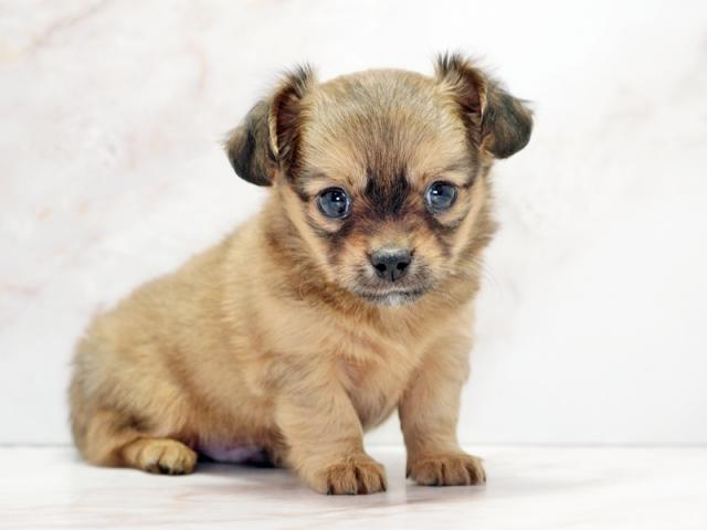 ����ͥ���2