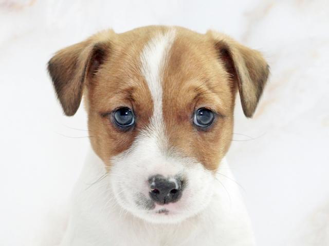 ����å�����Ⱦܺ٥ǡ����������ޤ���