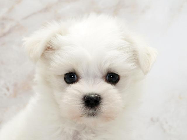 ����å�����Ⱦܺ٥ǡ����������ޤ���