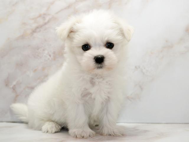 ����ͥ���2