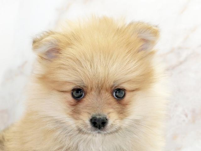 ����å�����Ⱦܺ٥ǡ����������ޤ���