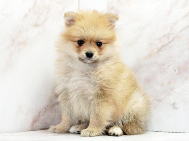 ����ͥ���2