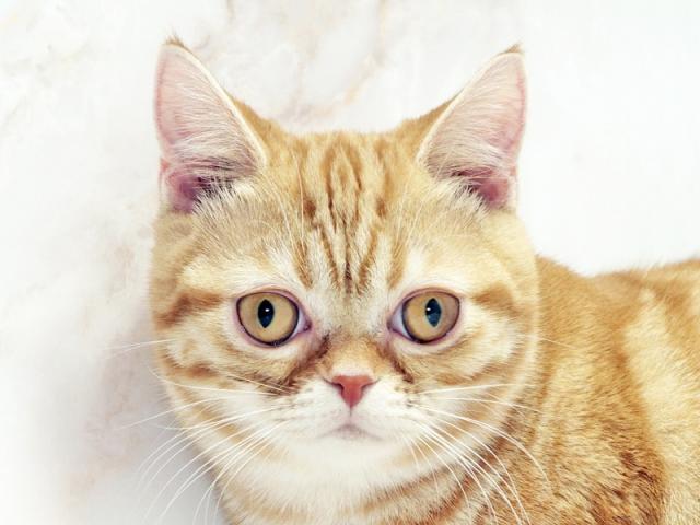 ����å�����Ⱦܺ٥ǡ����������ޤ���