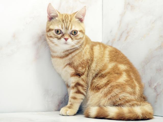 ����ͥ���2