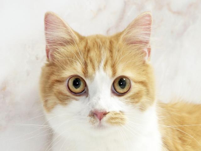 ����å�����Ⱦܺ٥ǡ����������ޤ���