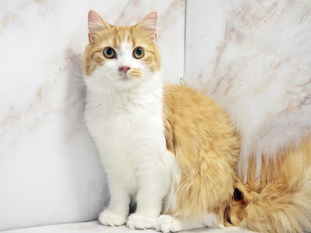 ����ͥ���2