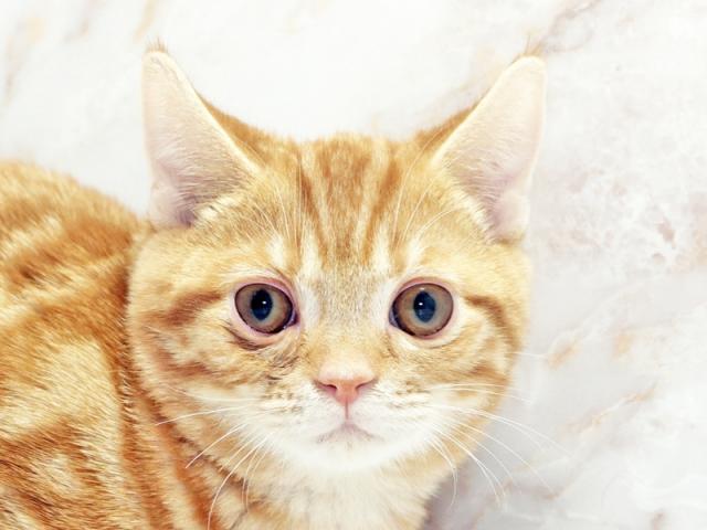 ����å�����Ⱦܺ٥ǡ����������ޤ���