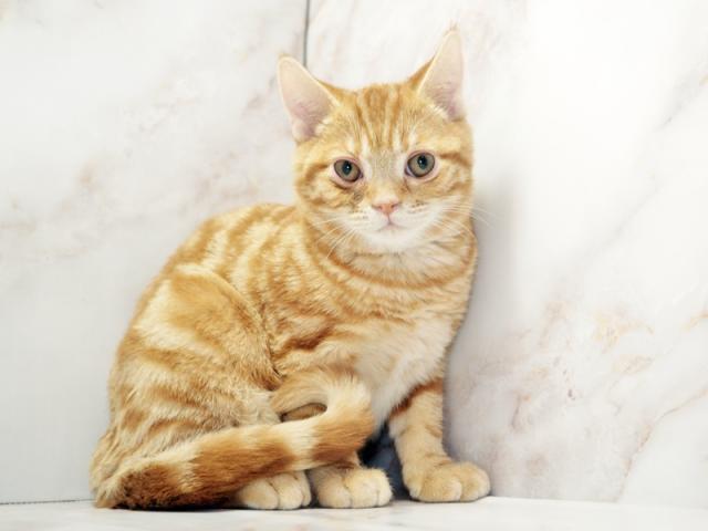 ����ͥ���2