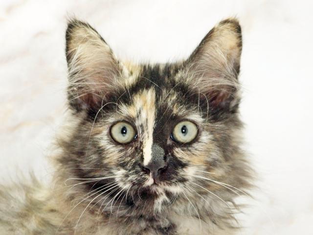 ����å�����Ⱦܺ٥ǡ����������ޤ���