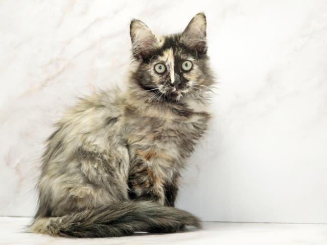 ����ͥ���2