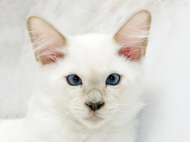 ����å�����Ⱦܺ٥ǡ����������ޤ���