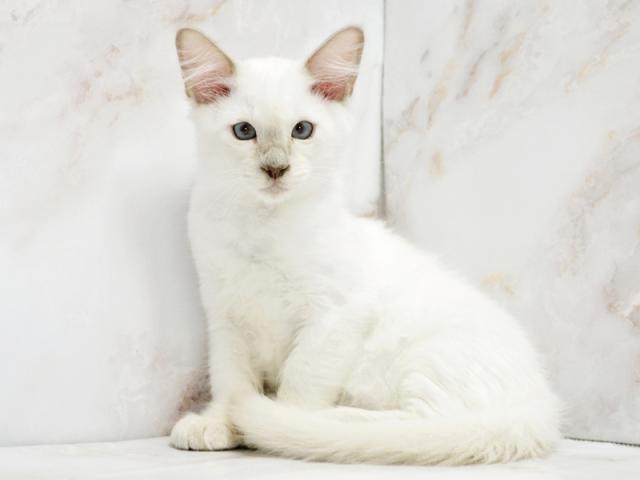 ����ͥ���2