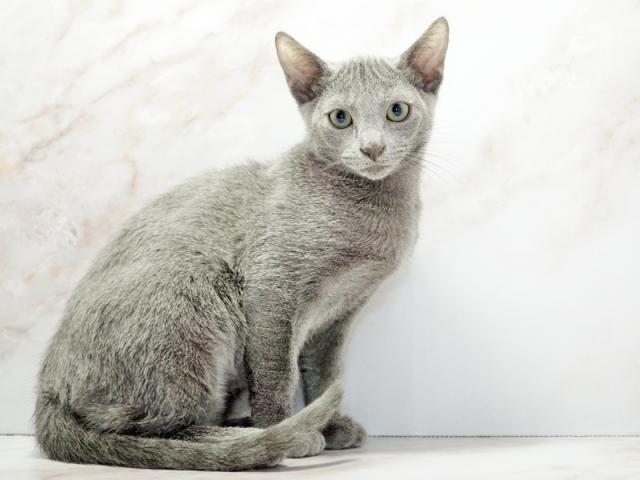 ����ͥ���2