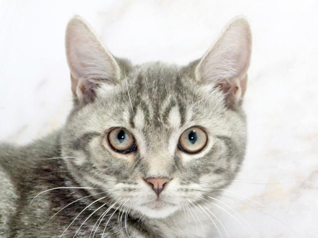 ����å�����Ⱦܺ٥ǡ����������ޤ���