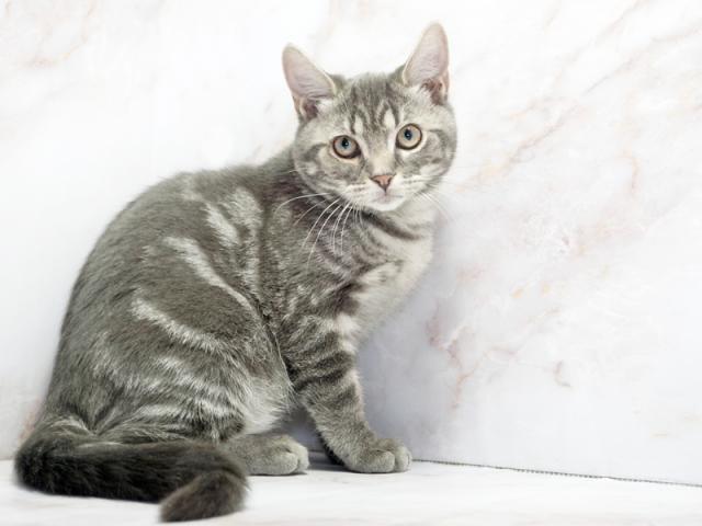 ����ͥ���2