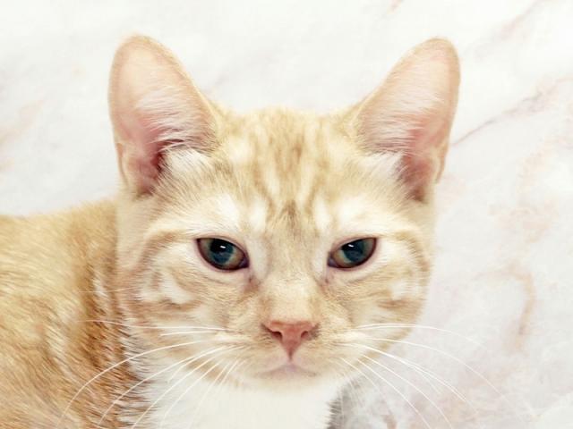 ����å�����Ⱦܺ٥ǡ����������ޤ���