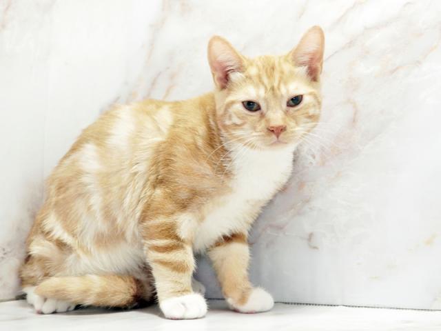 ����ͥ���2