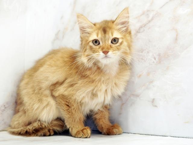 ����ͥ���2