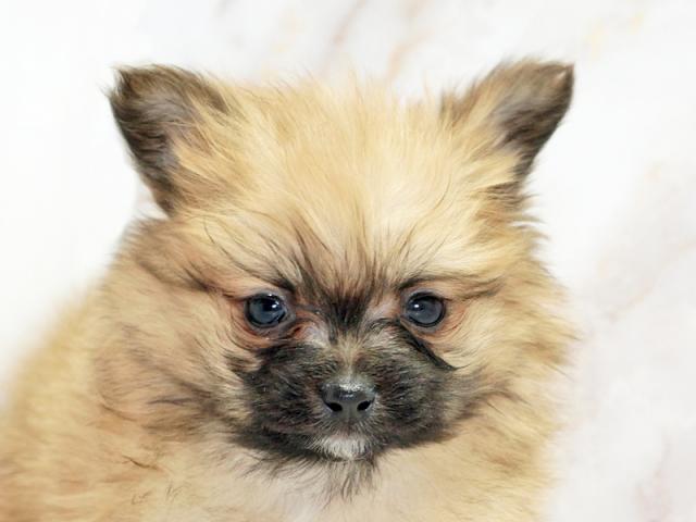 ����å�����Ⱦܺ٥ǡ����������ޤ���