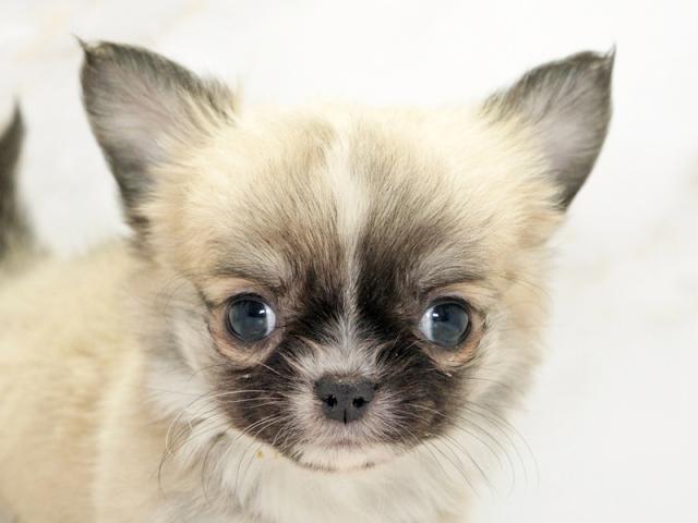 ����å�����Ⱦܺ٥ǡ����������ޤ���