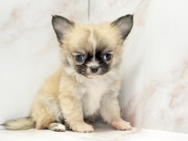 ����ͥ���2