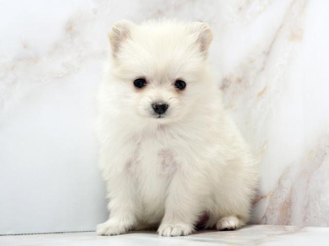 ����ͥ���2