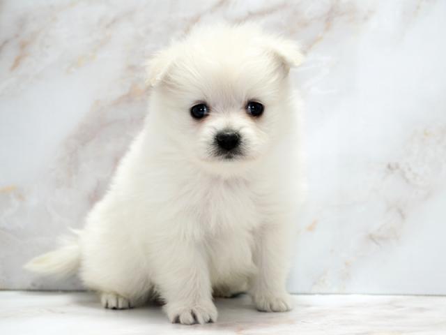 ����ͥ���2