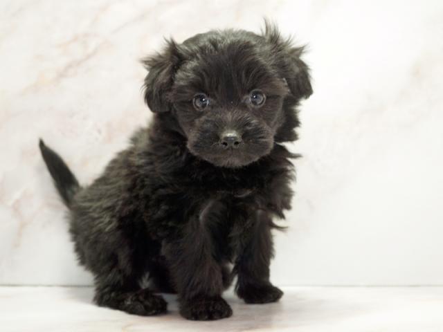 ����ͥ���2