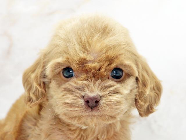 ����å�����Ⱦܺ٥ǡ����������ޤ���