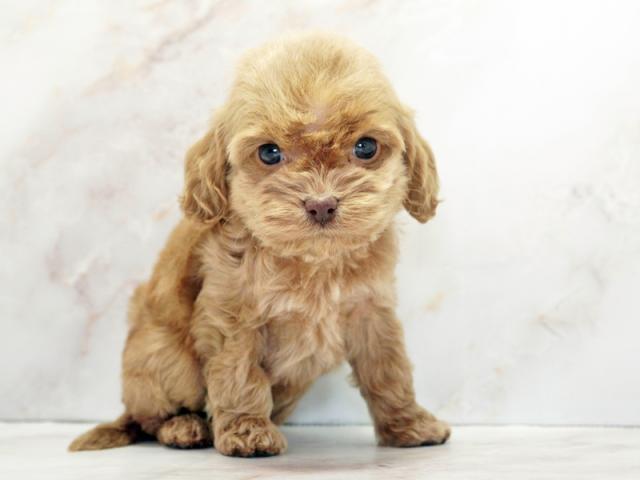 ����ͥ���2