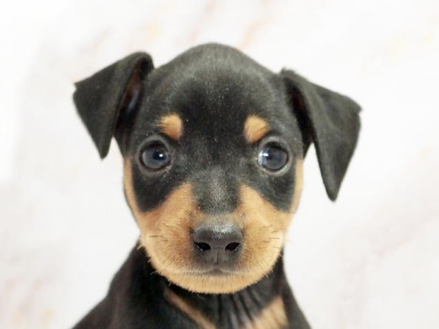 ����å�����Ⱦܺ٥ǡ����������ޤ���