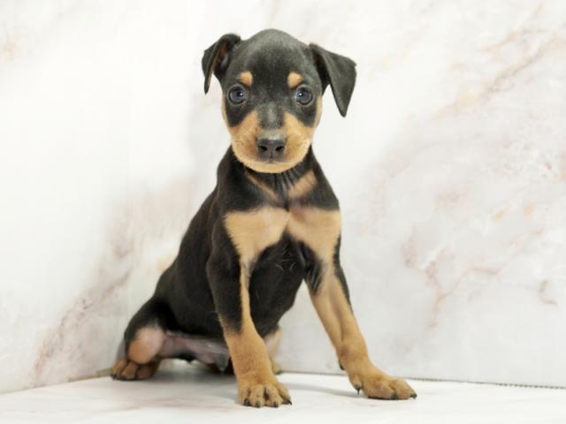 ����ͥ���2