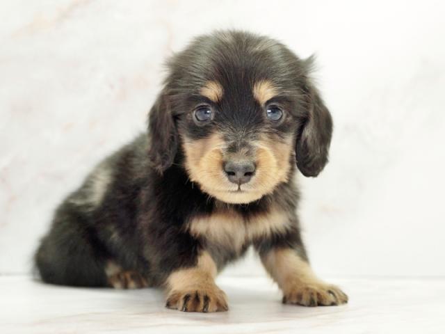 ����ͥ���2