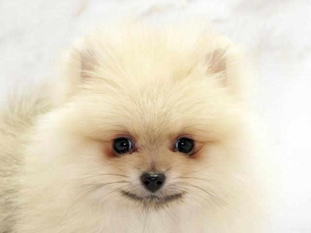 ����å�����Ⱦܺ٥ǡ����������ޤ���