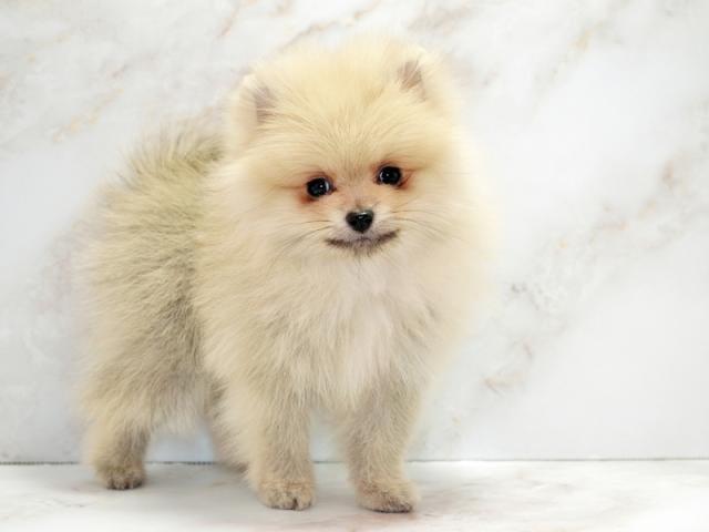 ����ͥ���2