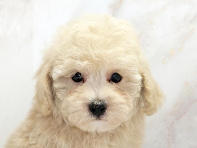 ����å�����Ⱦܺ٥ǡ����������ޤ���