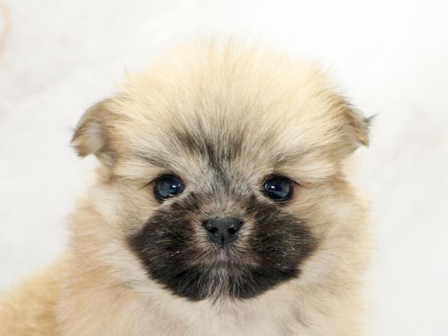 ����å�����Ⱦܺ٥ǡ����������ޤ���