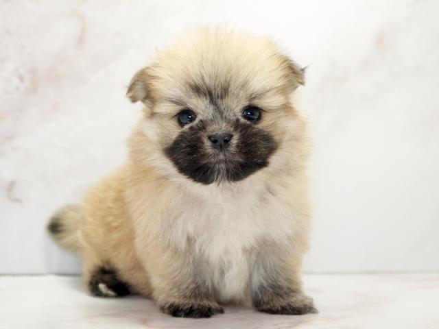 ����ͥ���2