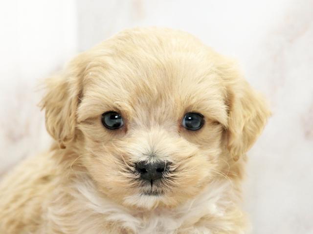 ����å�����Ⱦܺ٥ǡ����������ޤ���