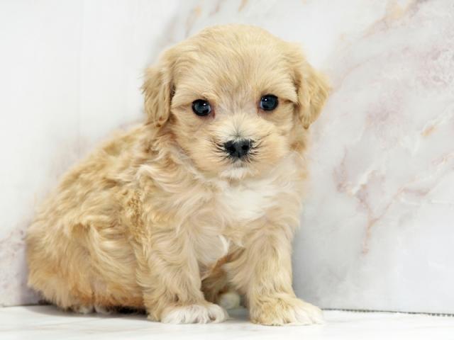 ����ͥ���2