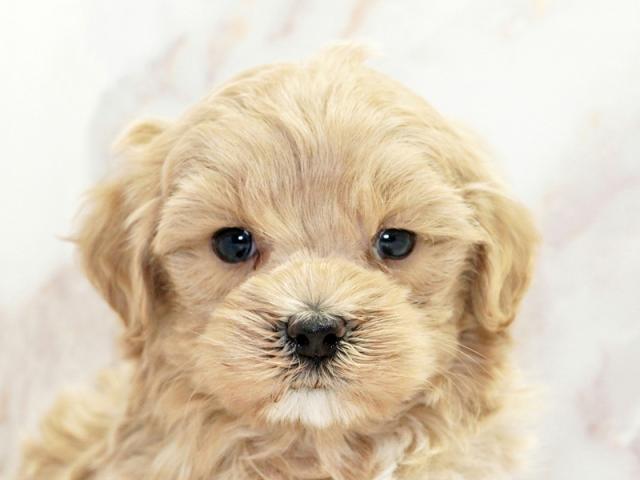 ����å�����Ⱦܺ٥ǡ����������ޤ���