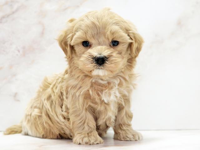 ����ͥ���2