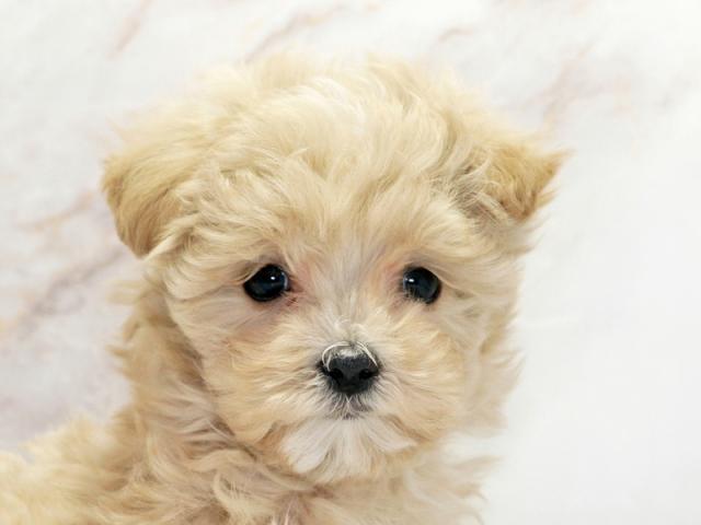 ����å�����Ⱦܺ٥ǡ����������ޤ���