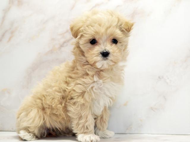 ����ͥ���2