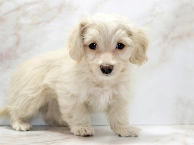 ����ͥ���2