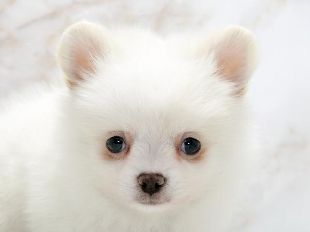 ����å�����Ⱦܺ٥ǡ����������ޤ���