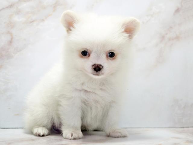 ����ͥ���2