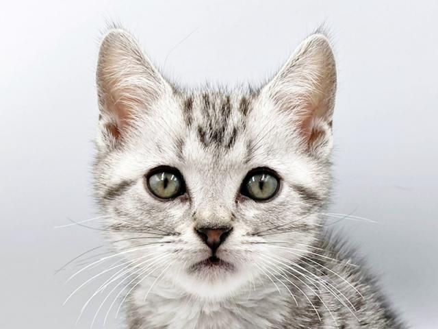 ����å�����Ⱦܺ٥ǡ����������ޤ���