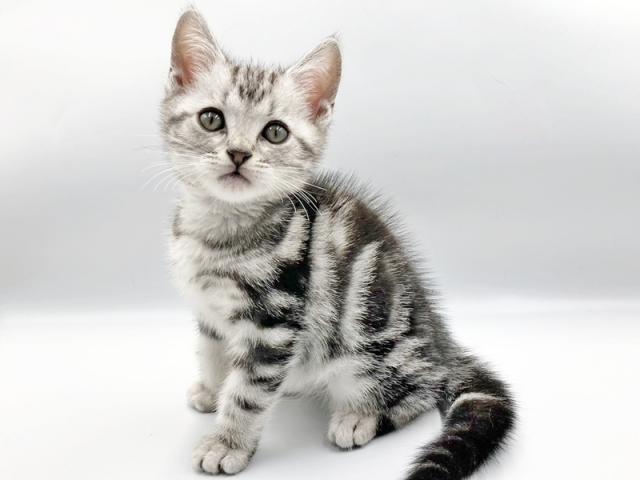 ����ͥ���2